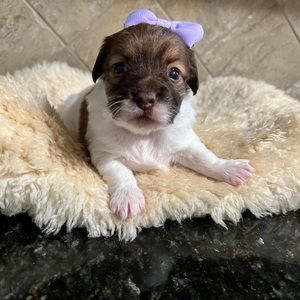 Meet your Posher, Steven